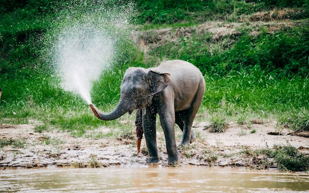 Elephant spraying water at a camp near a riverbank.