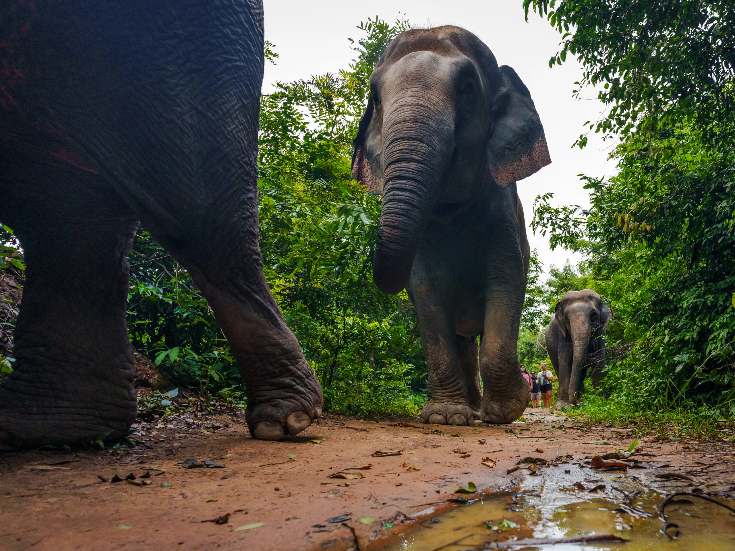 {
  "experiencename": "from siem reap: kulen mountain waterfall & kulen elephant forest tour with picnic lunch"
}-5