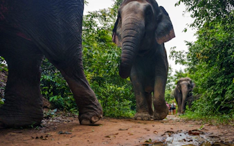 {
"experiencename": "from siem reap: kulen mountain waterfall & kulen elephant forest tour with picnic lunch"
}-5