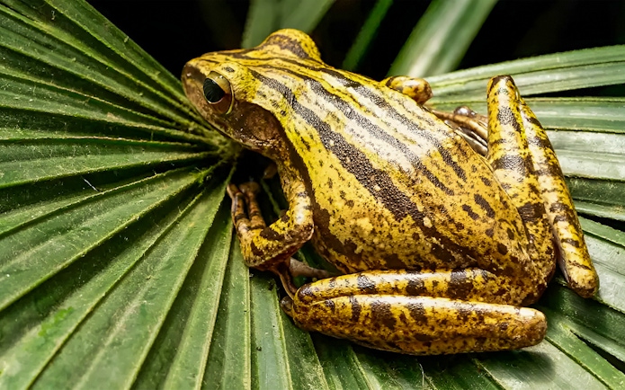 Frog resting on a leaf at Singapore Zoo during VIP Buggy Tour.
