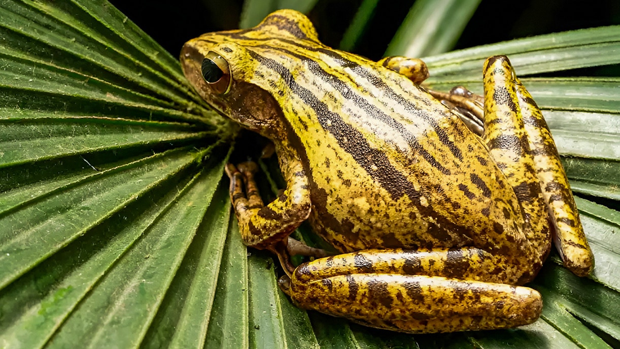 Frog resting on a leaf at Singapore Zoo during VIP Buggy Tour.