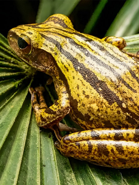 Frog resting on a leaf at Singapore Zoo during VIP Buggy Tour.