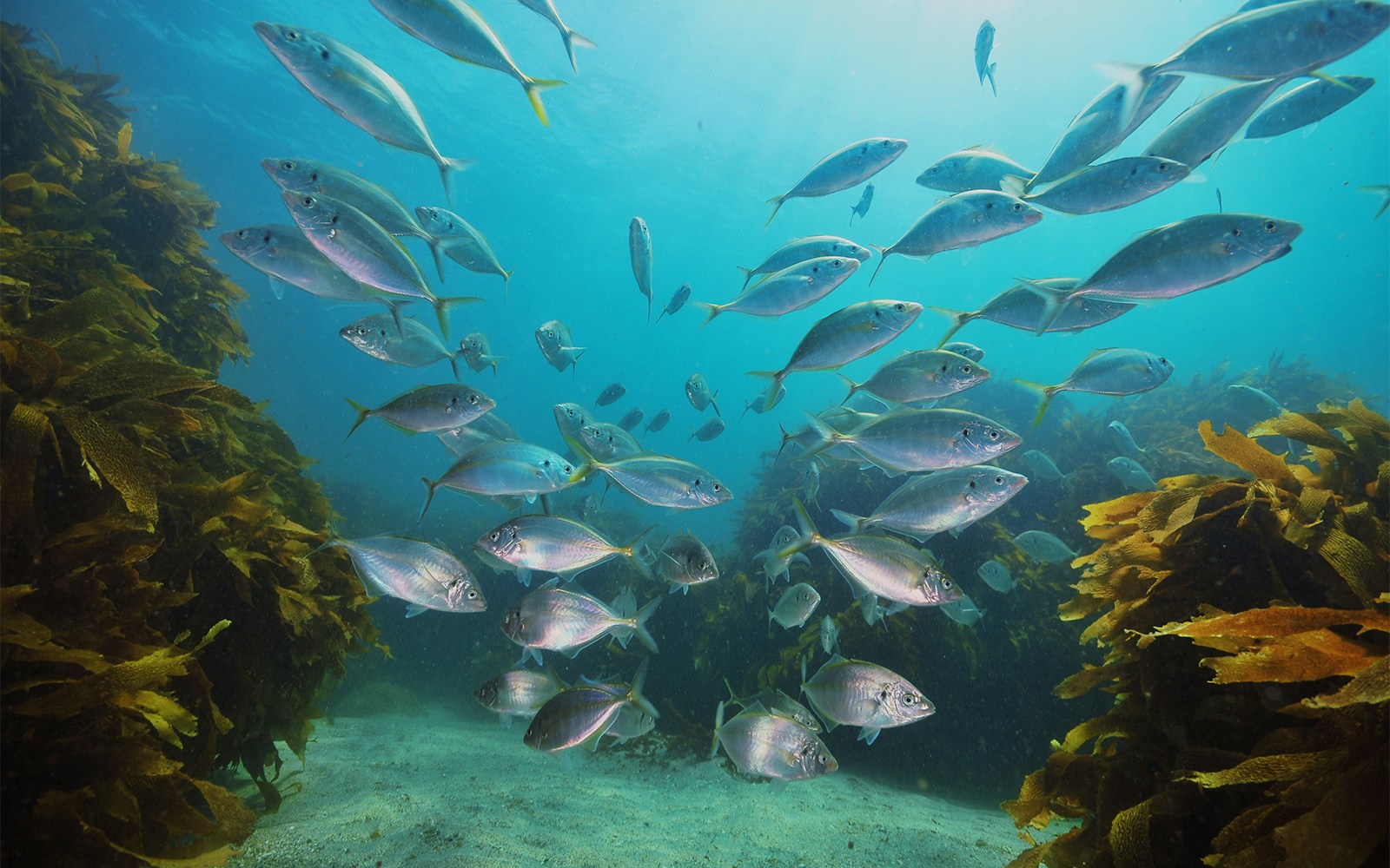 Habitat: Bosphorus