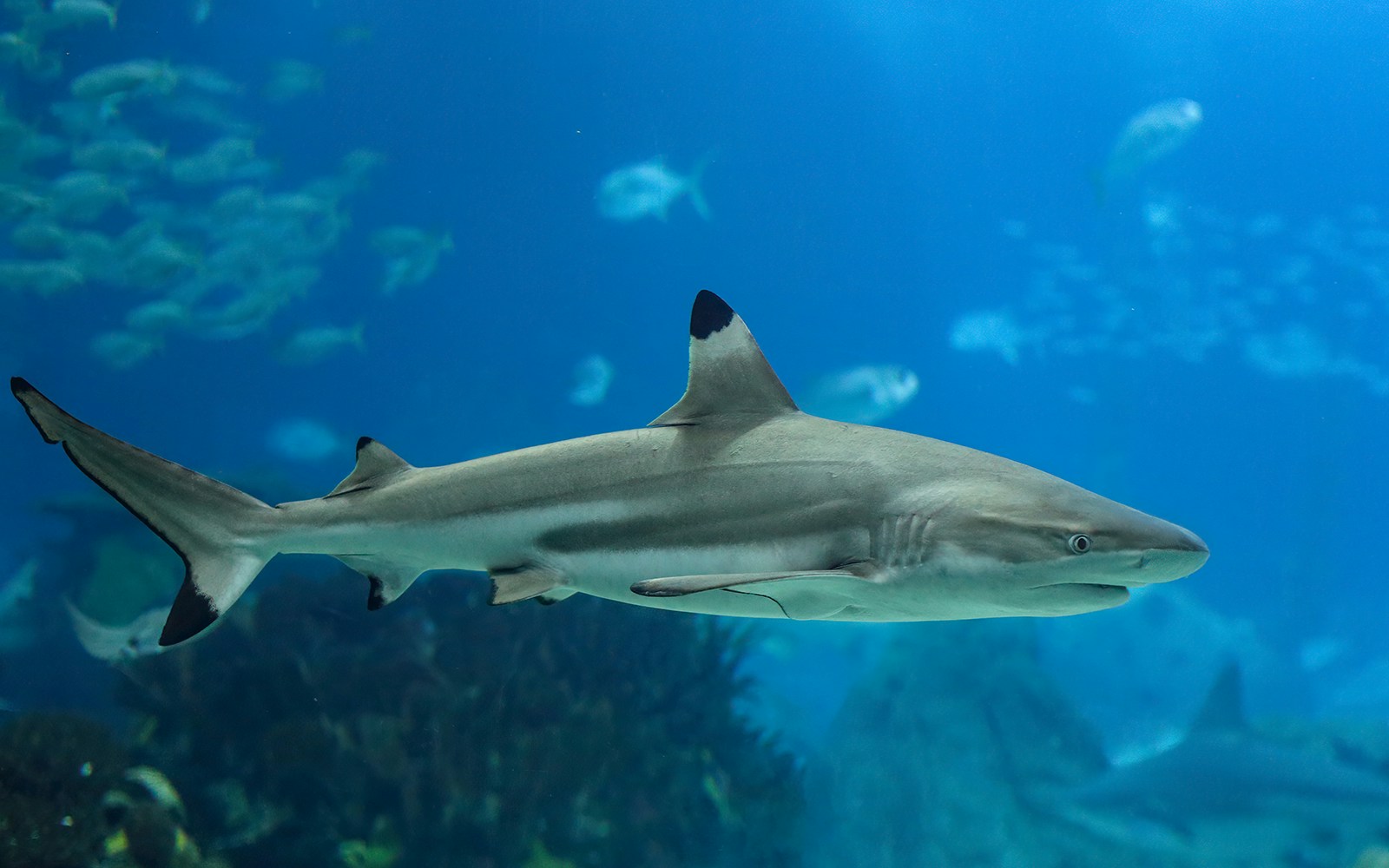Shark swimming at Clearwater Aquarium exhibit.