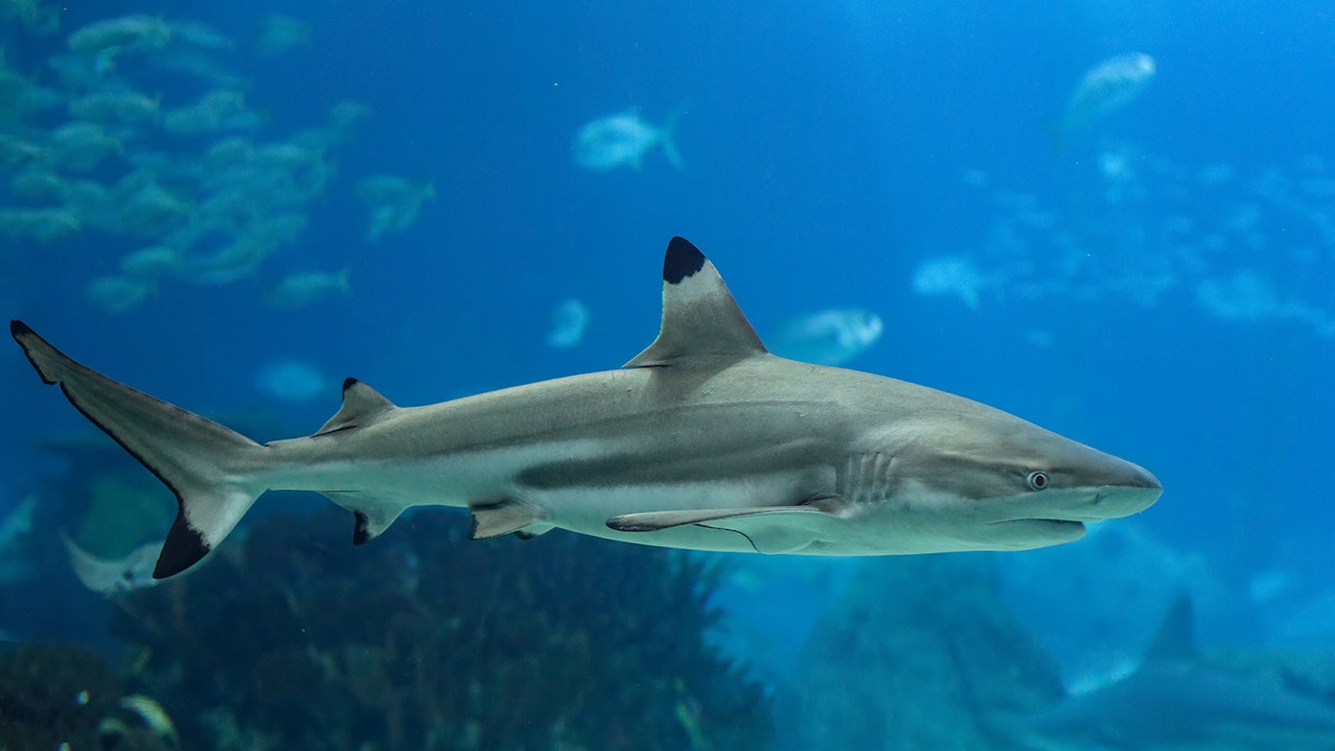 Aquarium of Western Australia - Optus stadium