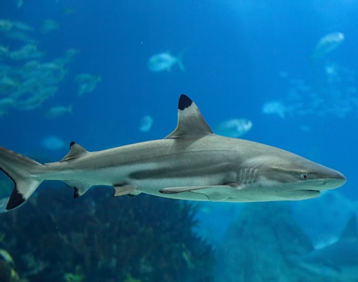 Cattolica aquarium - Blue Route