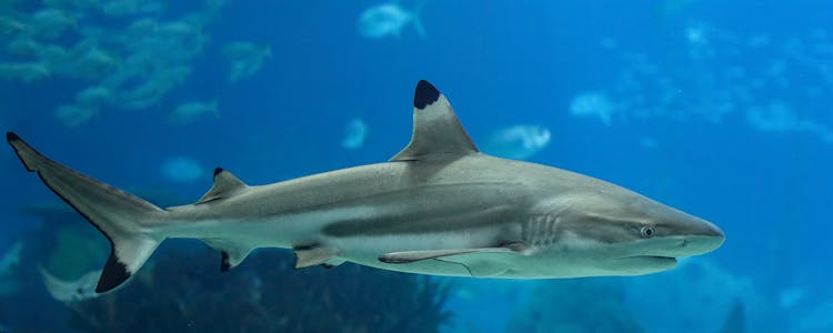 bull shark