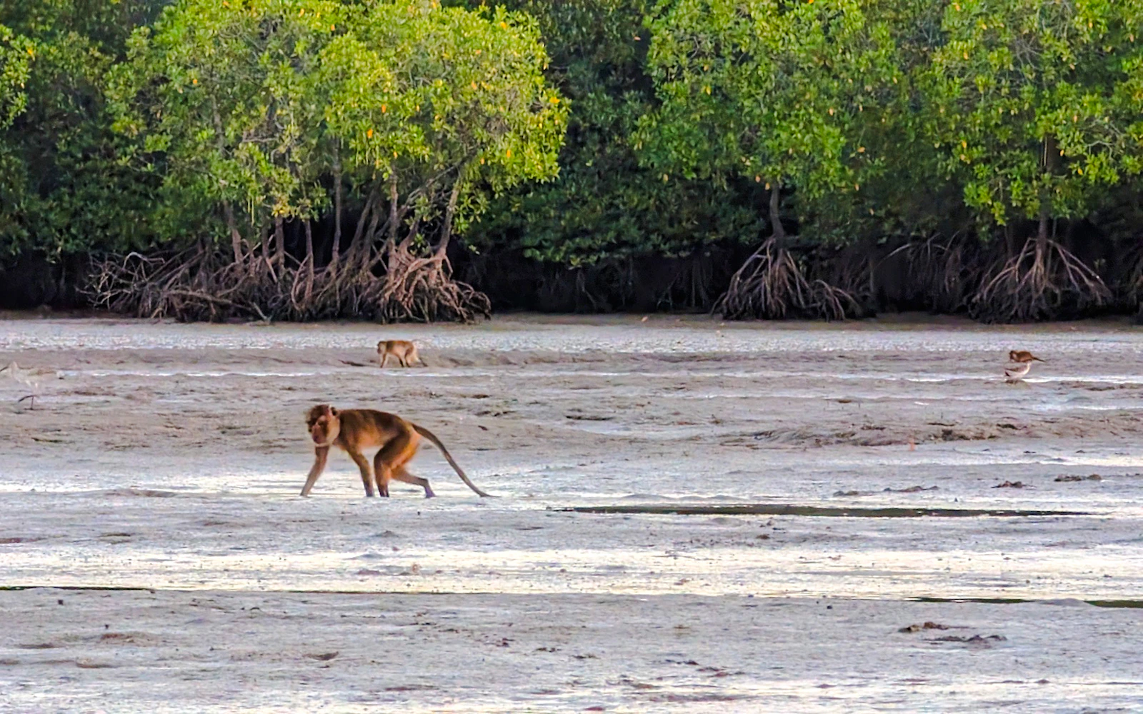 Koh Lanta Private Sunrise Gondola Boat Tour in Tung Yee Peng Mangroves with Breakfast Image 12