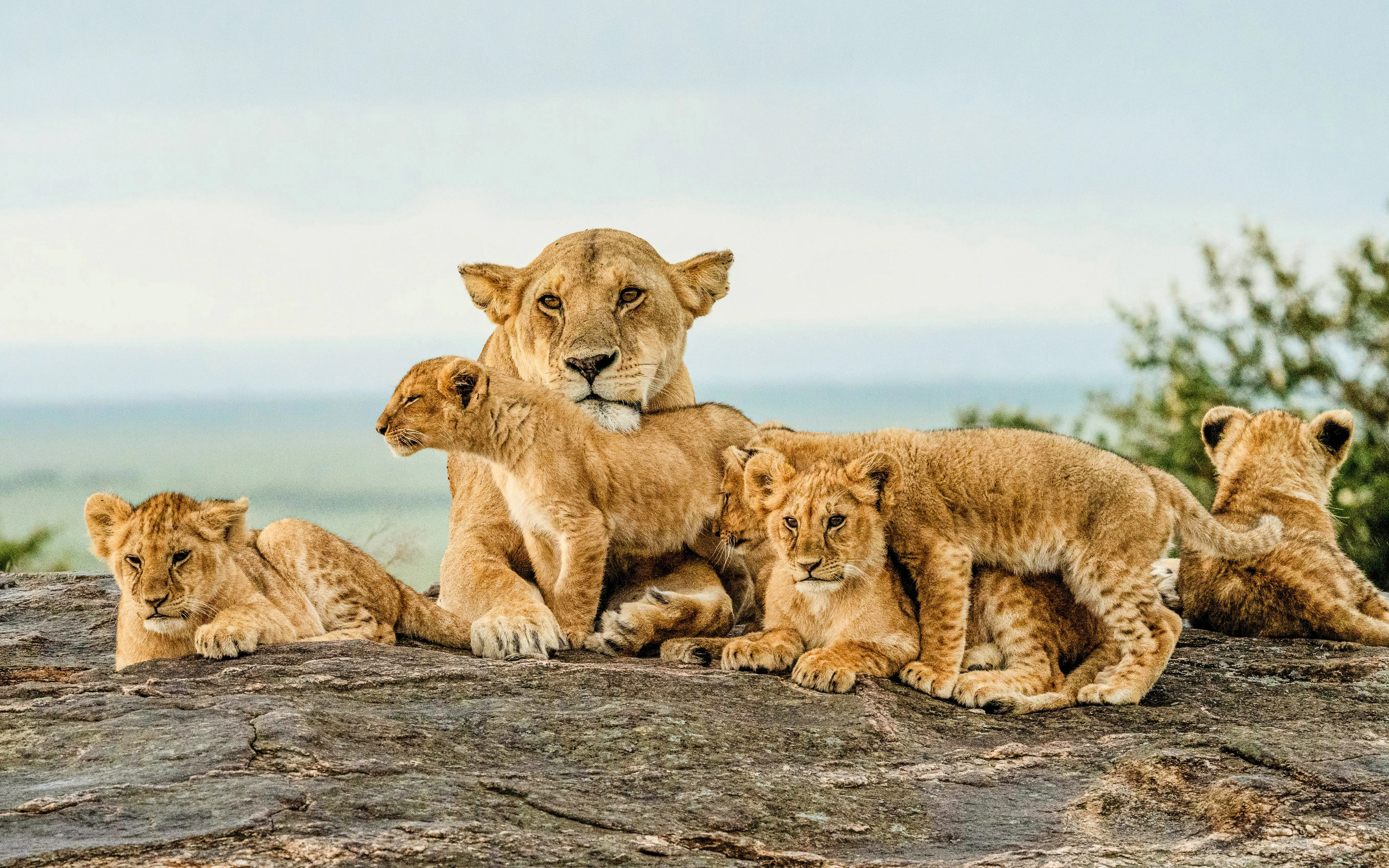 Lion pride with cubs resting on rock in Maasai Mara National Park, Kenya.
