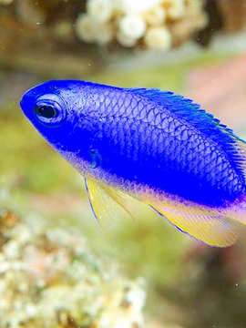 Blue fish swimming in coral reef at Miyakojima Marine Park.