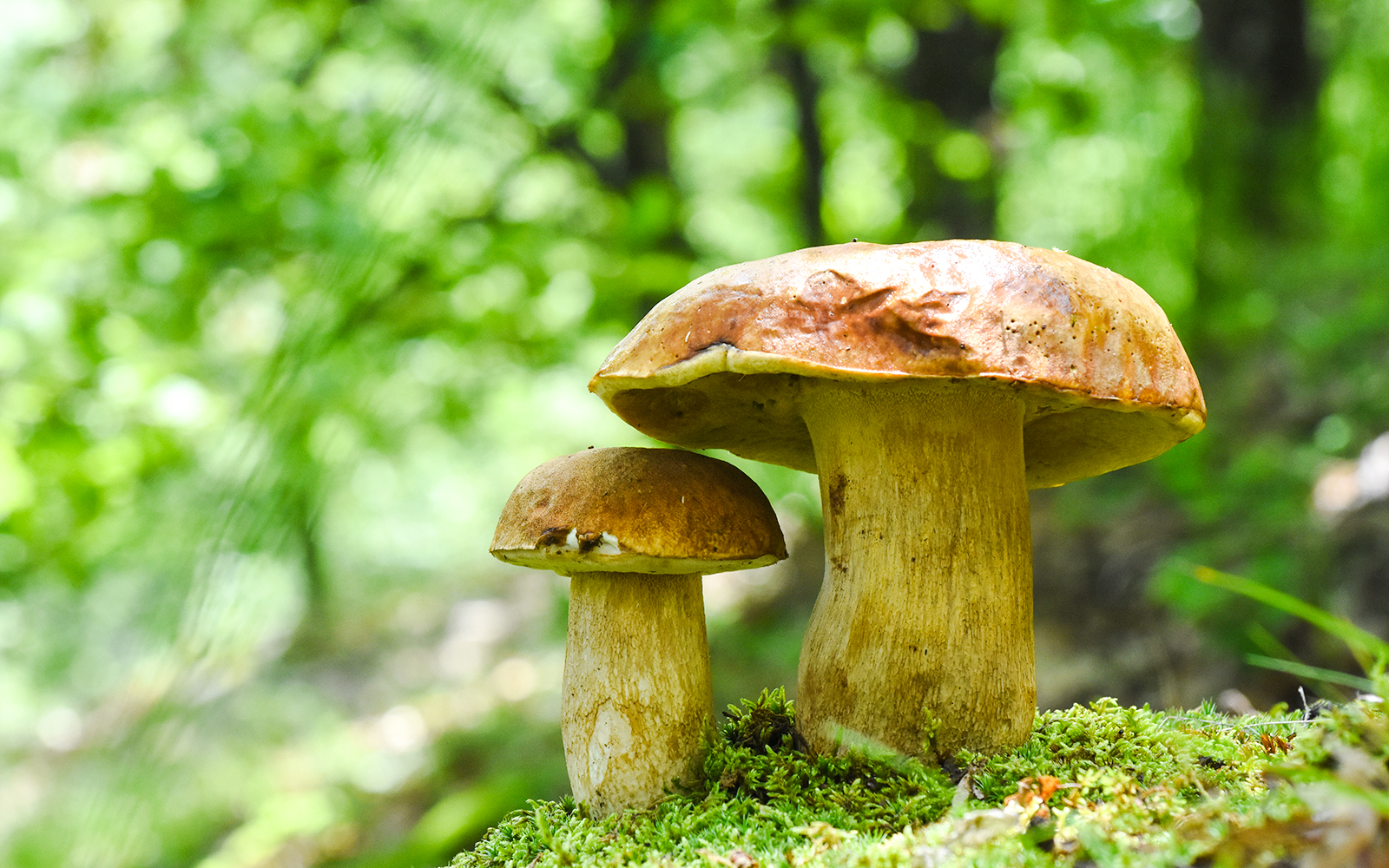 Porcini mushrooms growing in a lush forest setting.