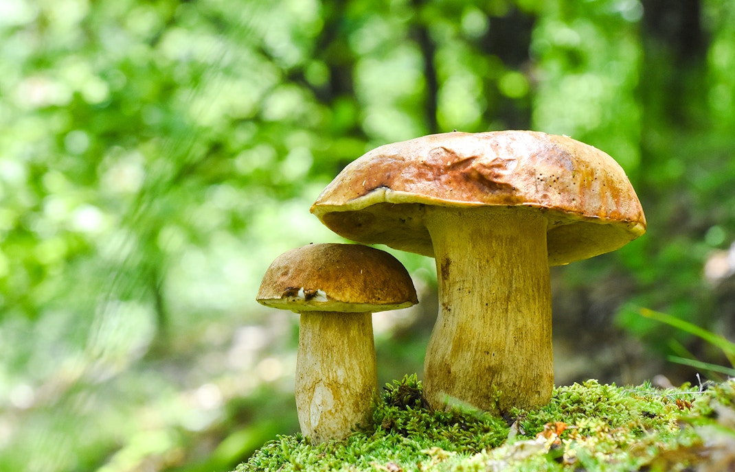 Porcini mushrooms growing in a lush forest setting.