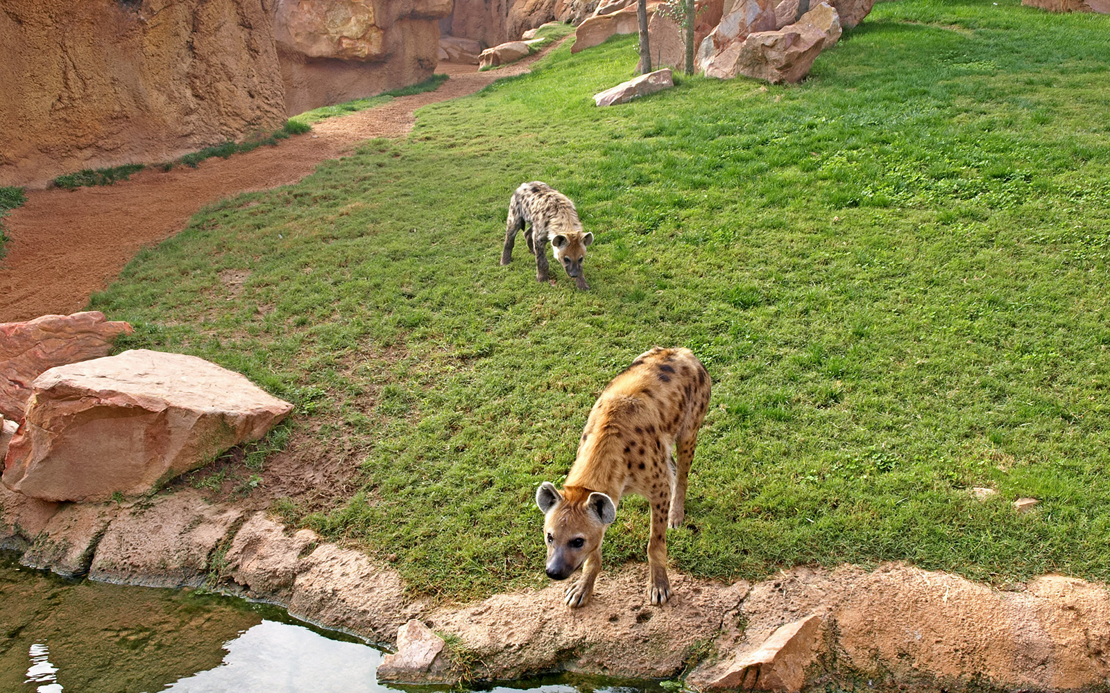 Hyenas walking on grass at Bioparc Valencia.