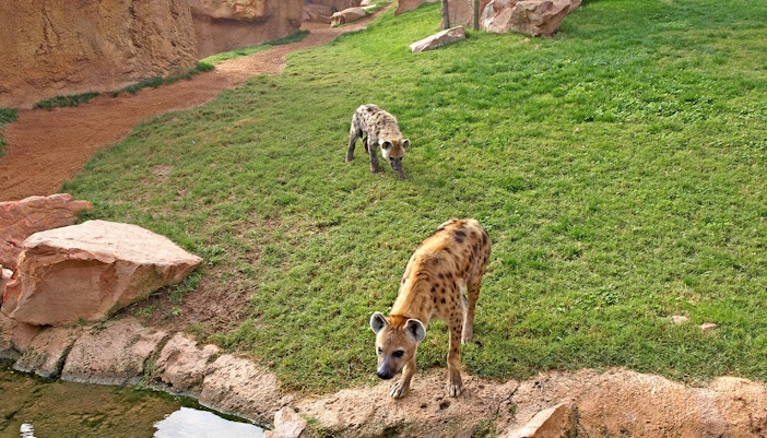 Hyenas walking on grass at Bioparc Valencia.