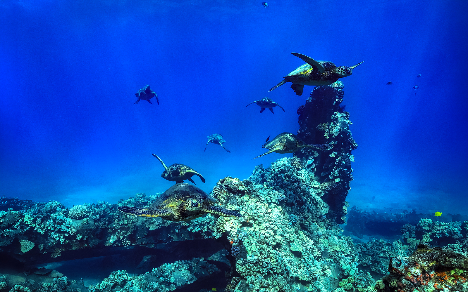 Sea turtles swimming near coral reef during Luxury West Snorkel Sail Tour in Maui, Hawaii.