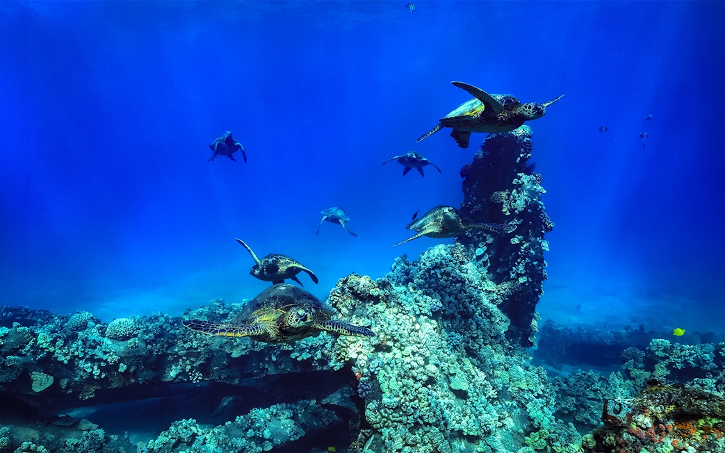 Sea turtles swimming near coral reef during Luxury West Snorkel Sail Tour in Maui, Hawaii.