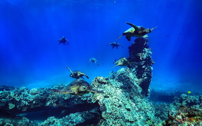 Sea turtles swimming near coral reef during Luxury West Snorkel Sail Tour in Maui, Hawaii.