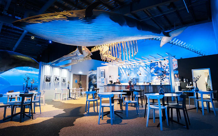Hanging whale model and cafe area at Whales of Iceland Museum.