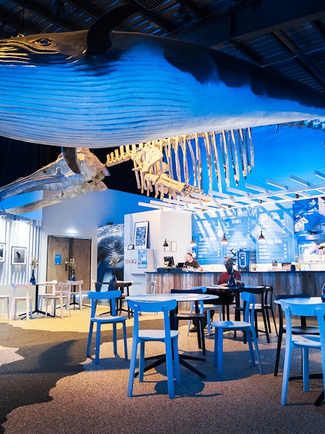 Hanging whale model and cafe area at Whales of Iceland Museum.
