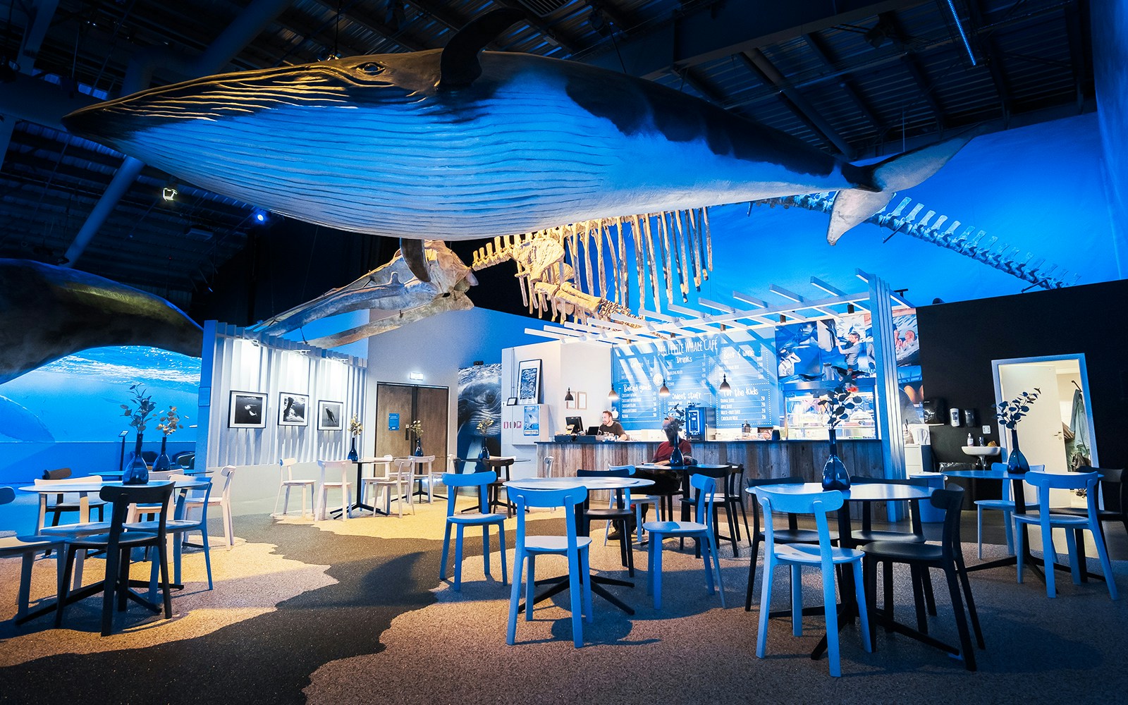 Whales of Iceland Museum interior with blue and white lighting and seating environment