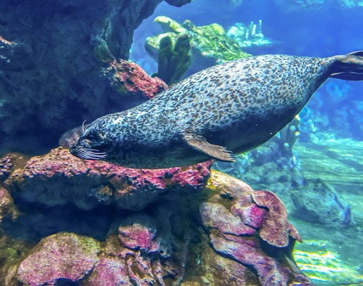 Genoa Aquarium - Seal Island