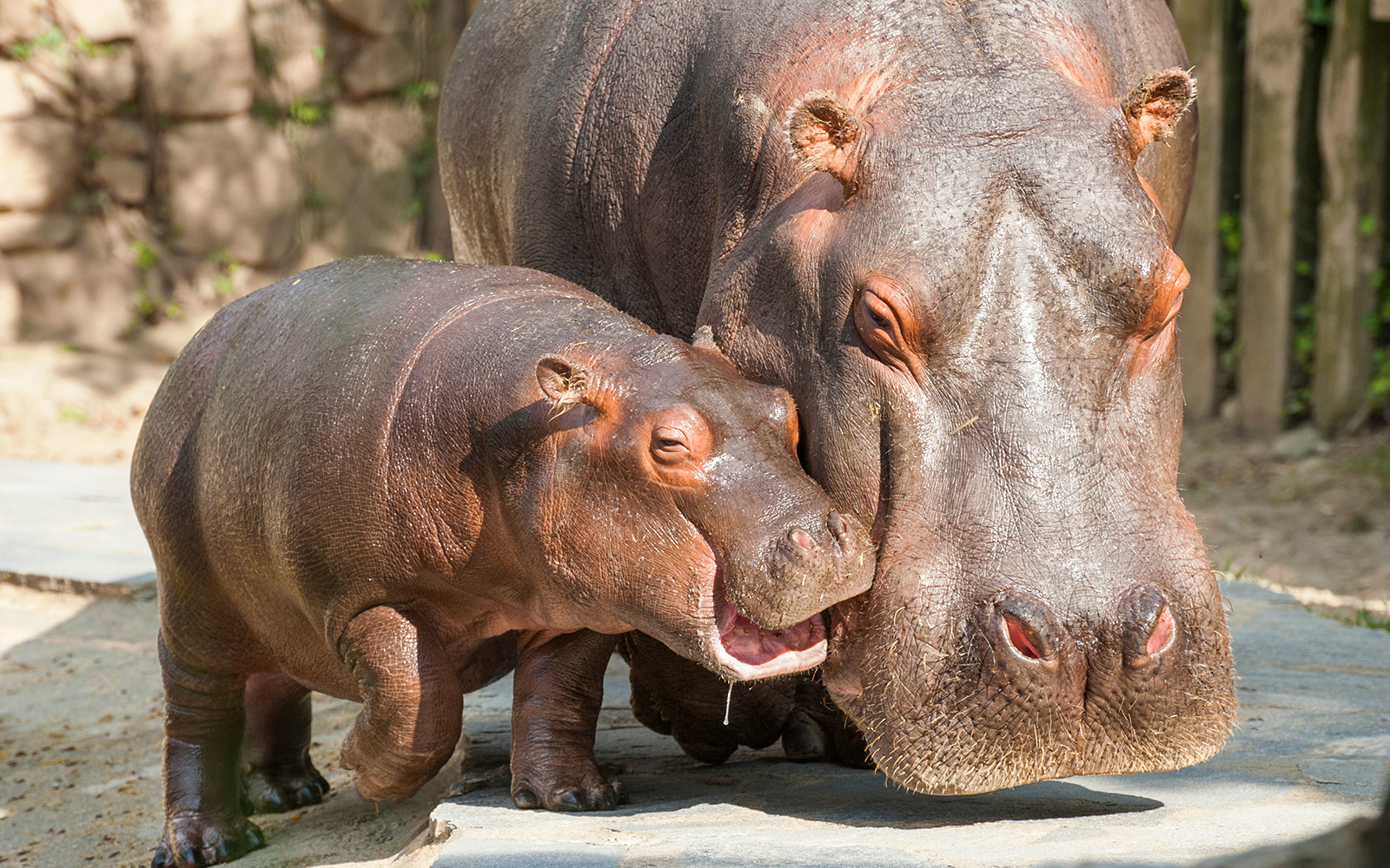 Hippo House - Schonbrunn Zoo