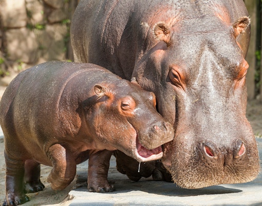 Nilpferde im Zoo Leipzig