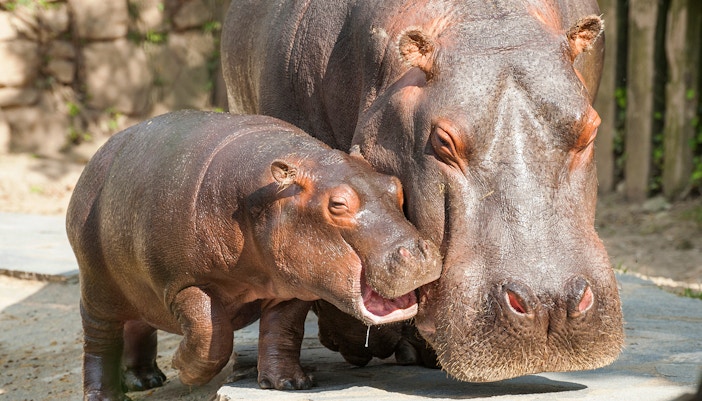 Hippo House - Schonbrunn Zoo
