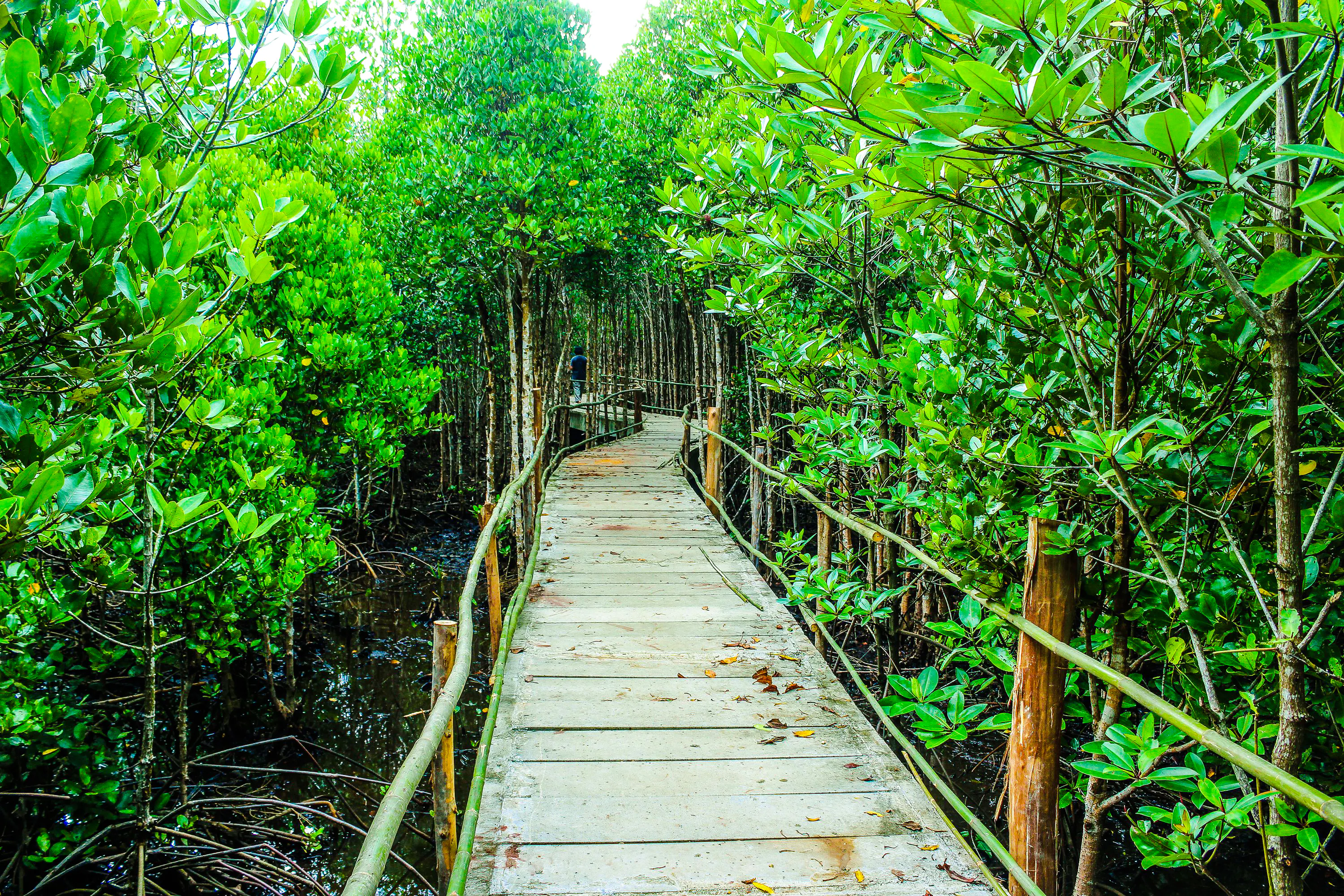Wooden boardwalk through lush mangrove forest in Jozani Forest, Zanzibar.