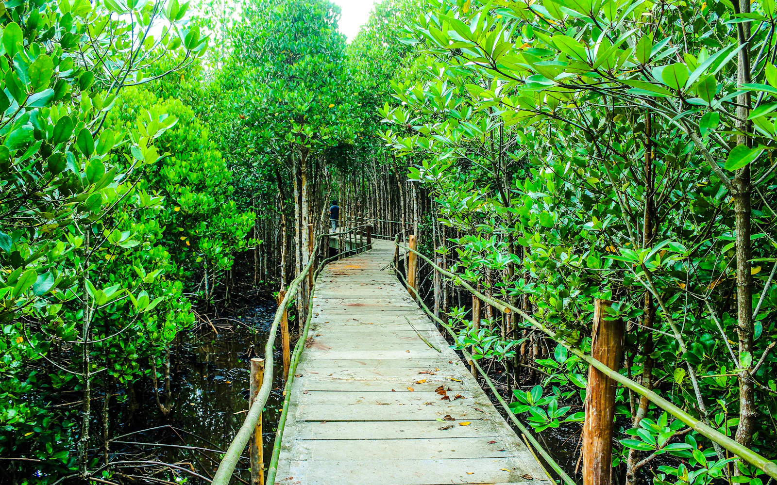 From Zanzibar: Jozani Forest and Spice Farm Tour (Product 55665)