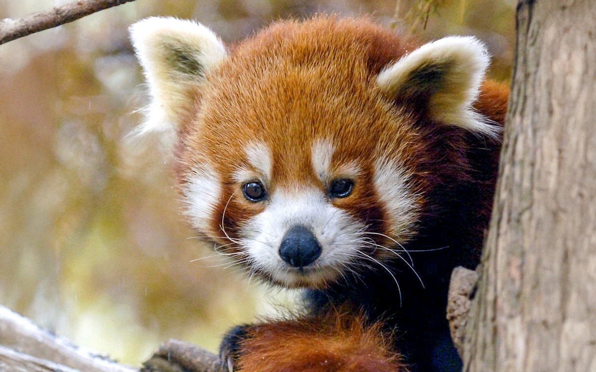 Red panda in a tree at Central Park Zoo.