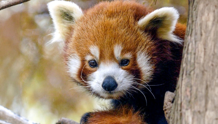 Red panda in a tree at Central Park Zoo.