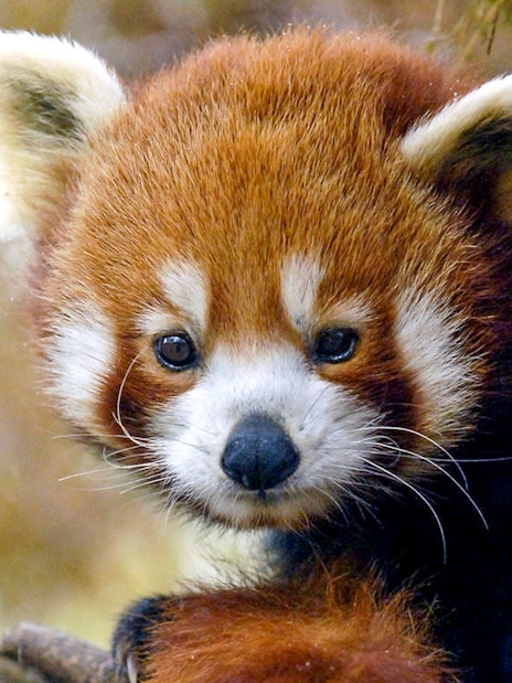 Red panda in a tree at Central Park Zoo.