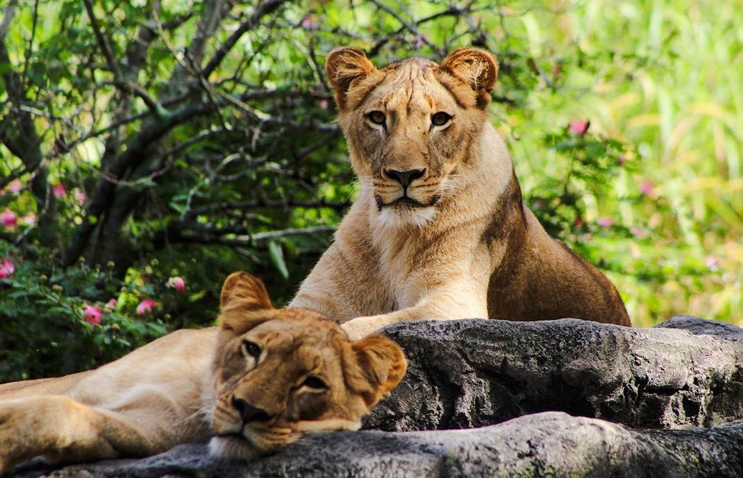 Lionesses resting on rocks at Busch Gardens, Tampa Bay.
