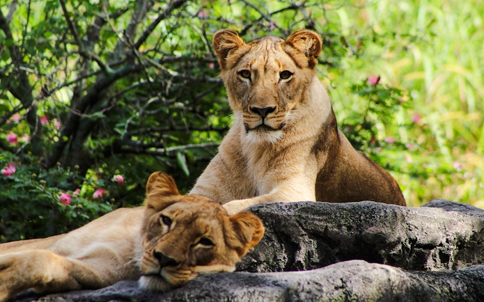 Lionesses resting on rocks at Busch Gardens, Tampa Bay.