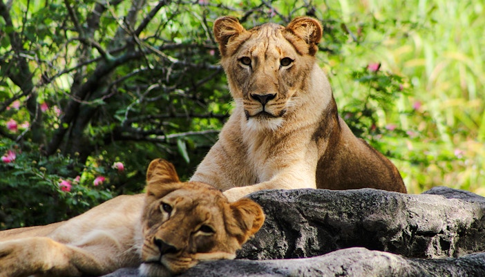 Lionesses resting on rocks at Busch Gardens, Tampa Bay.