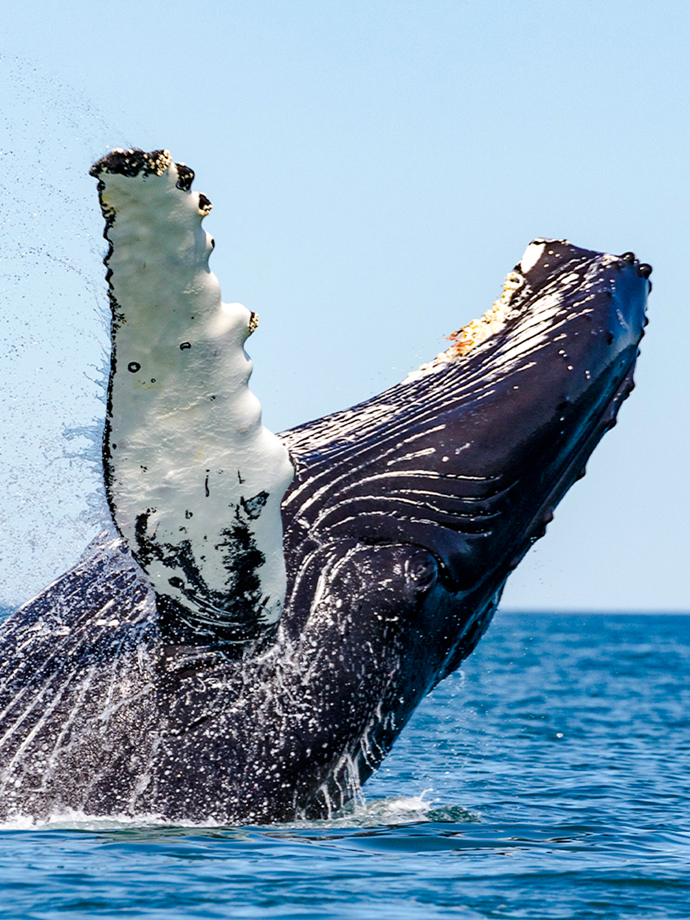 Hvalsafari Husavik Tours