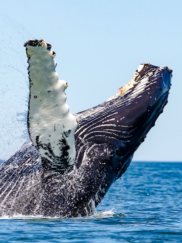 Whale breaching in ocean during cruise whale watching tour.