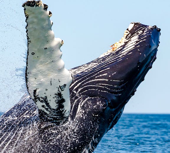 Whale breaching in ocean during cruise whale watching tour.