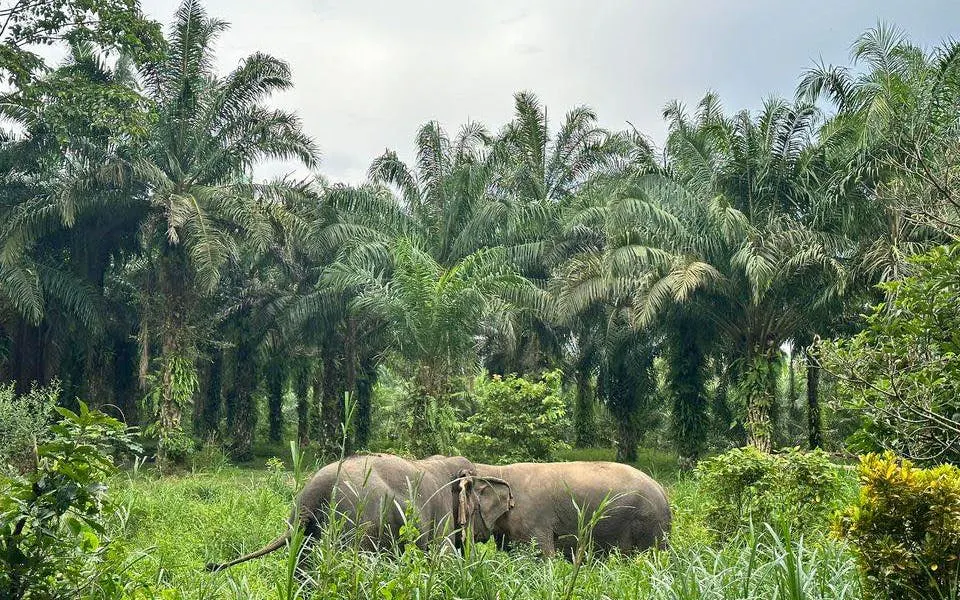 Elephants grazing in lush greenery at Khao Sok Elephant Sanctuary, Thailand.