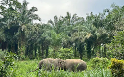 Elephants grazing in lush greenery at Khao Sok Elephant Sanctuary, Thailand.