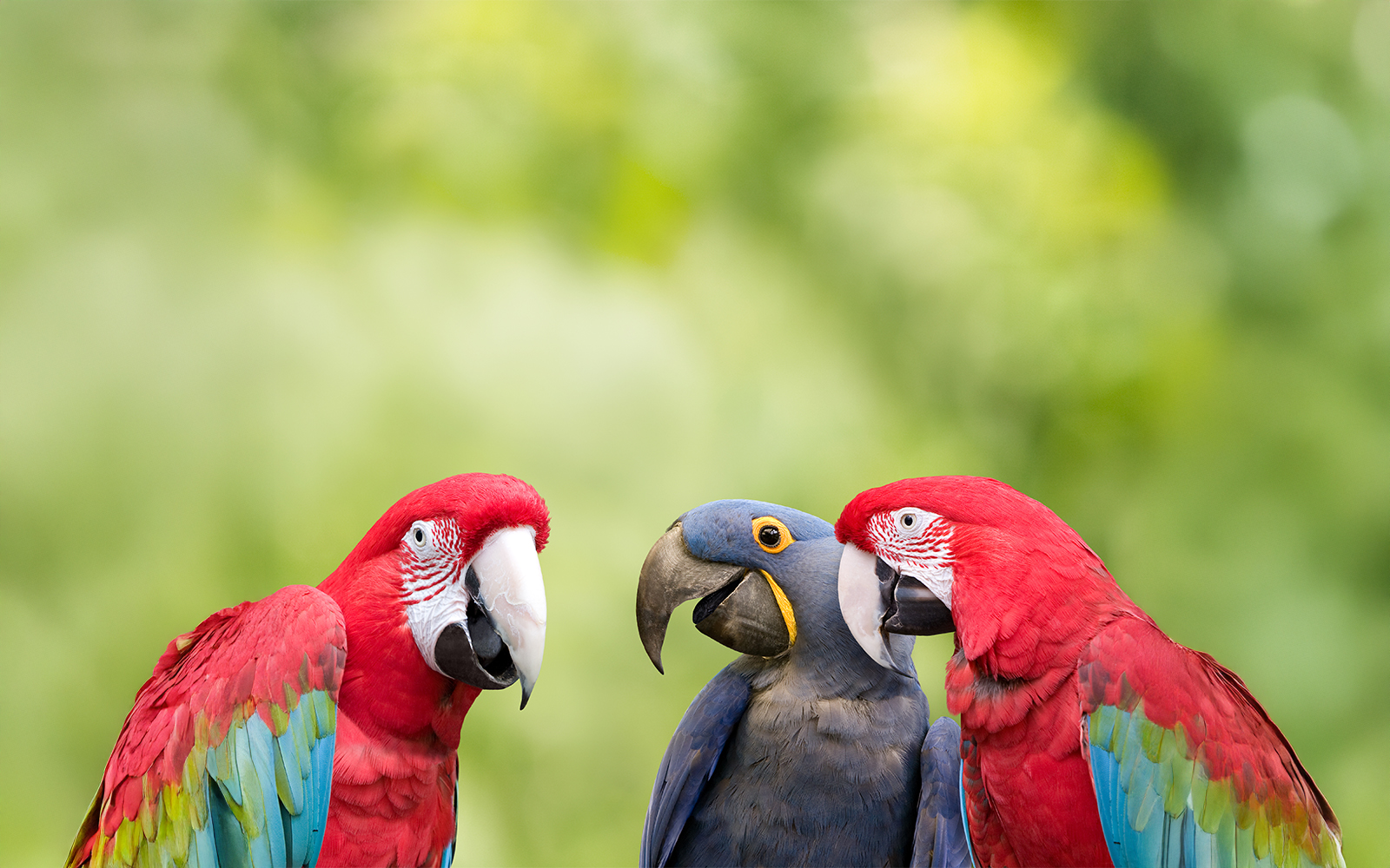 3 parrots chatting