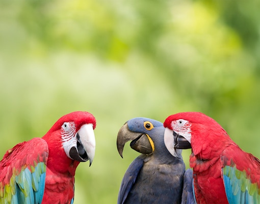 3 parrots chatting