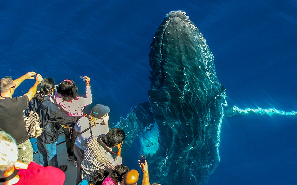 Tourists photographing a whale from a cruise deck.