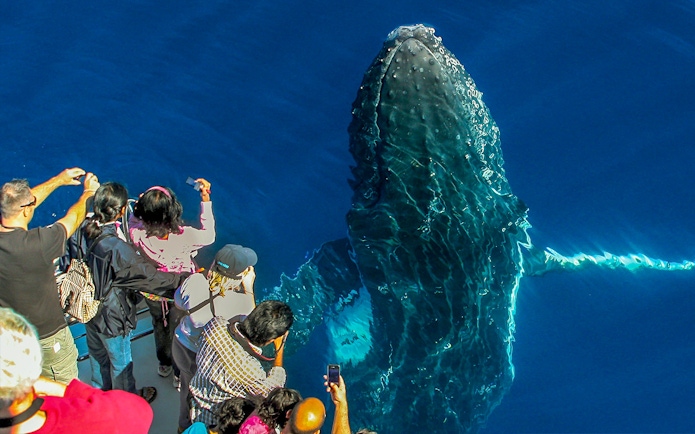 Tourists photographing a whale from a cruise deck.
