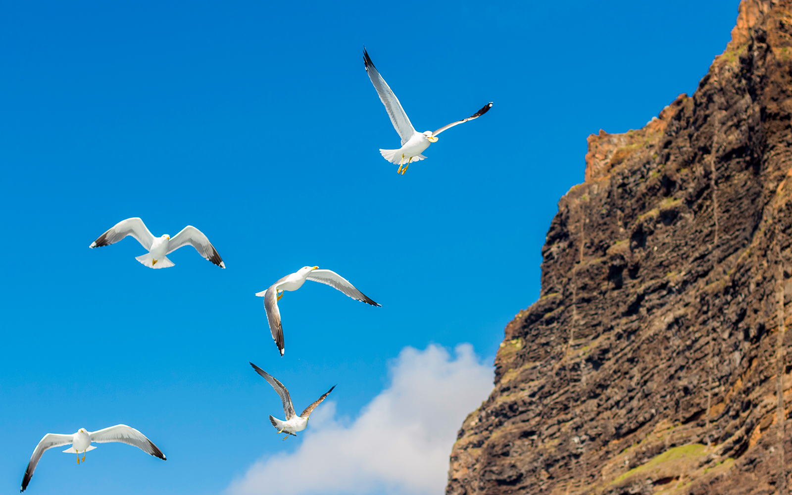 Seagulls soaring near the cliffs of Los Gigantes, Tenerife.