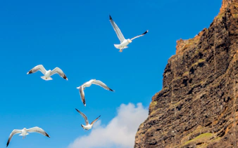 Seagulls soaring near the cliffs of Los Gigantes, Tenerife.