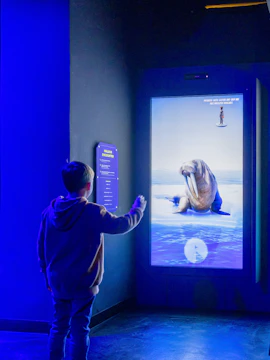 Guest interacting with walrus display at Planet Wildlife Immersive Exhibition.