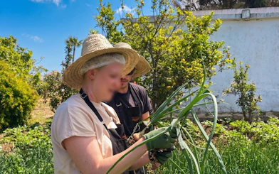 Harvesting onions at an organic farm during Tangier Moroccan cooking class.