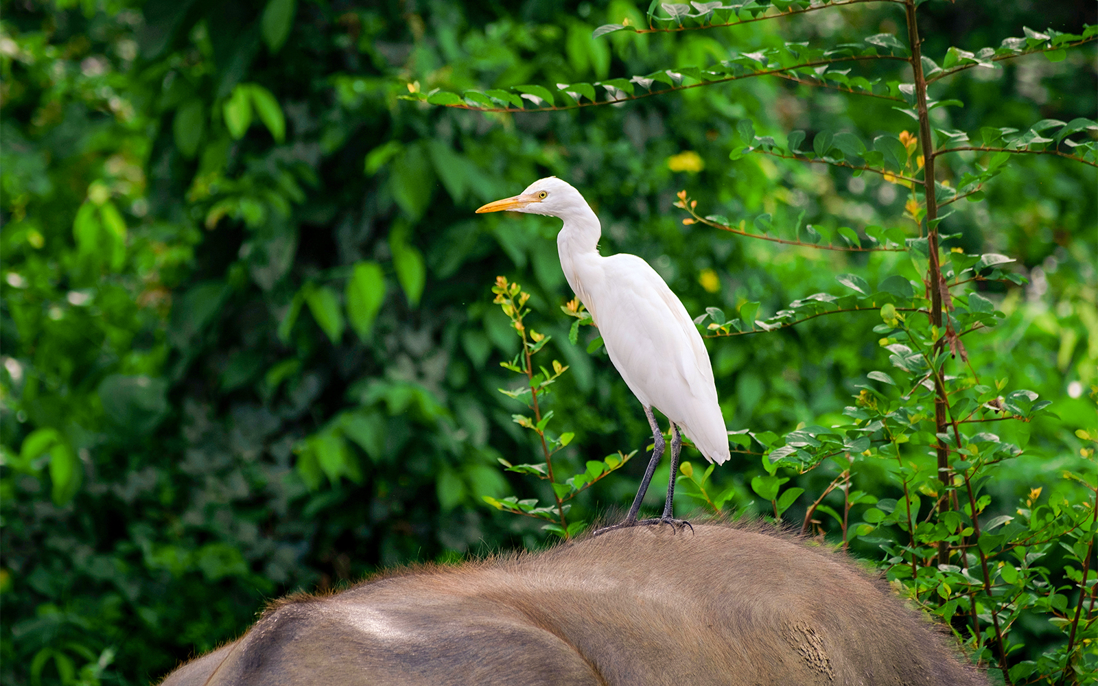Payah Indah Discovery Wetlands